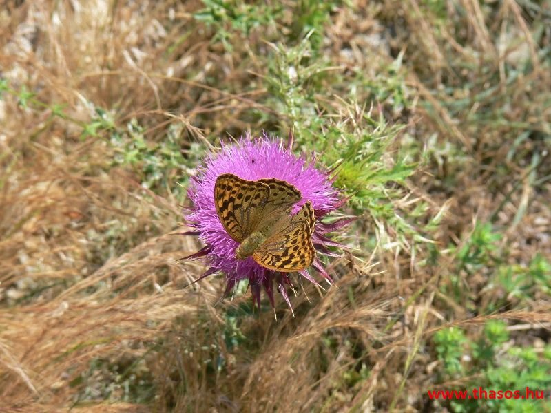 balazsh 2011